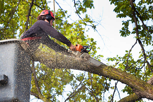 Reliable Vicksburg, MI Tree Removal Solutions